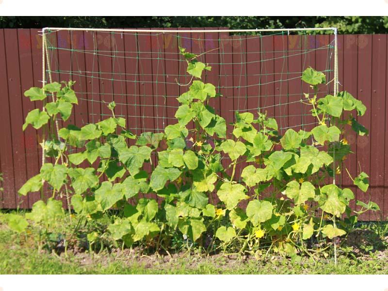 โครงตาข่ายสำหรับปลูกแตงกวา