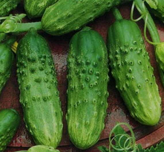 แตงกวาสุก