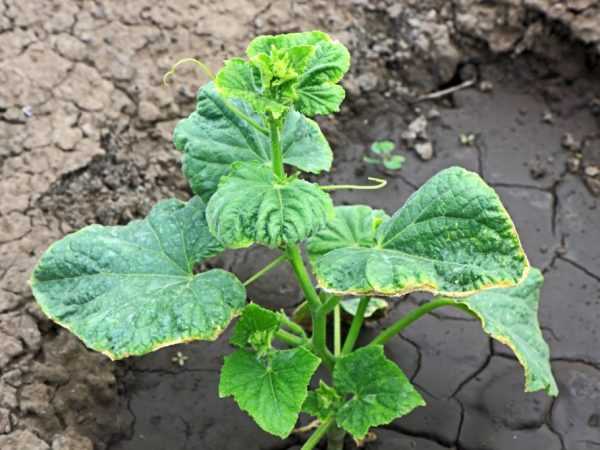 les feuilles jaunissent