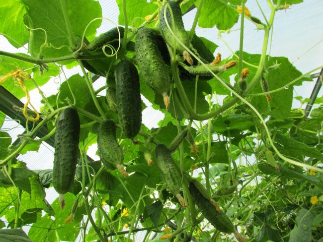 แตงกวาสุก