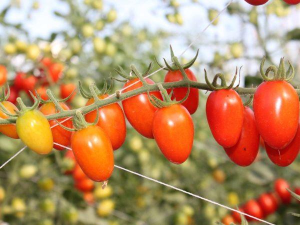 มะเขือเทศปลาหมึก