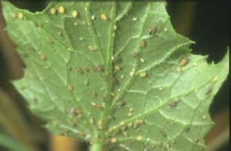 เพลี้ยอ่อนบนใบ