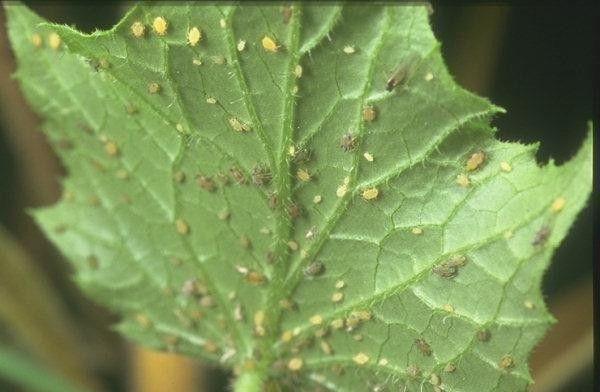Pucerons sur une feuille