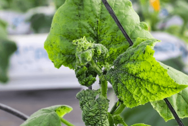 Insectes sur les concombres