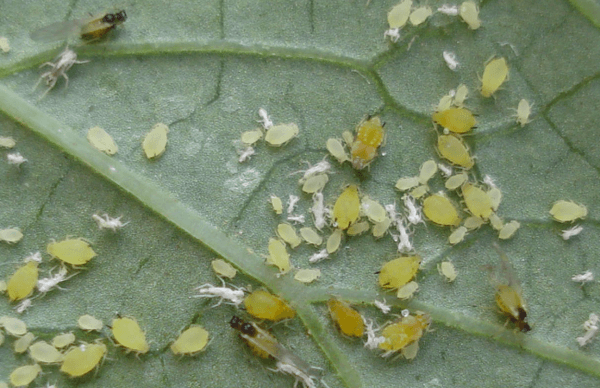 Insectes sur une feuille