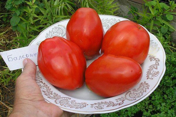 Tomate ballerine