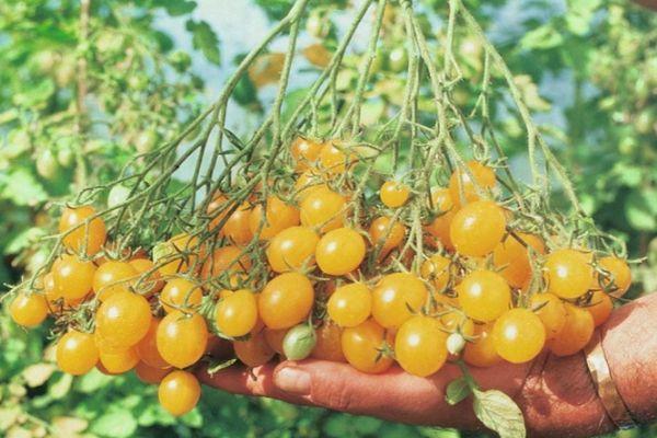 องุ่นของอิลดี