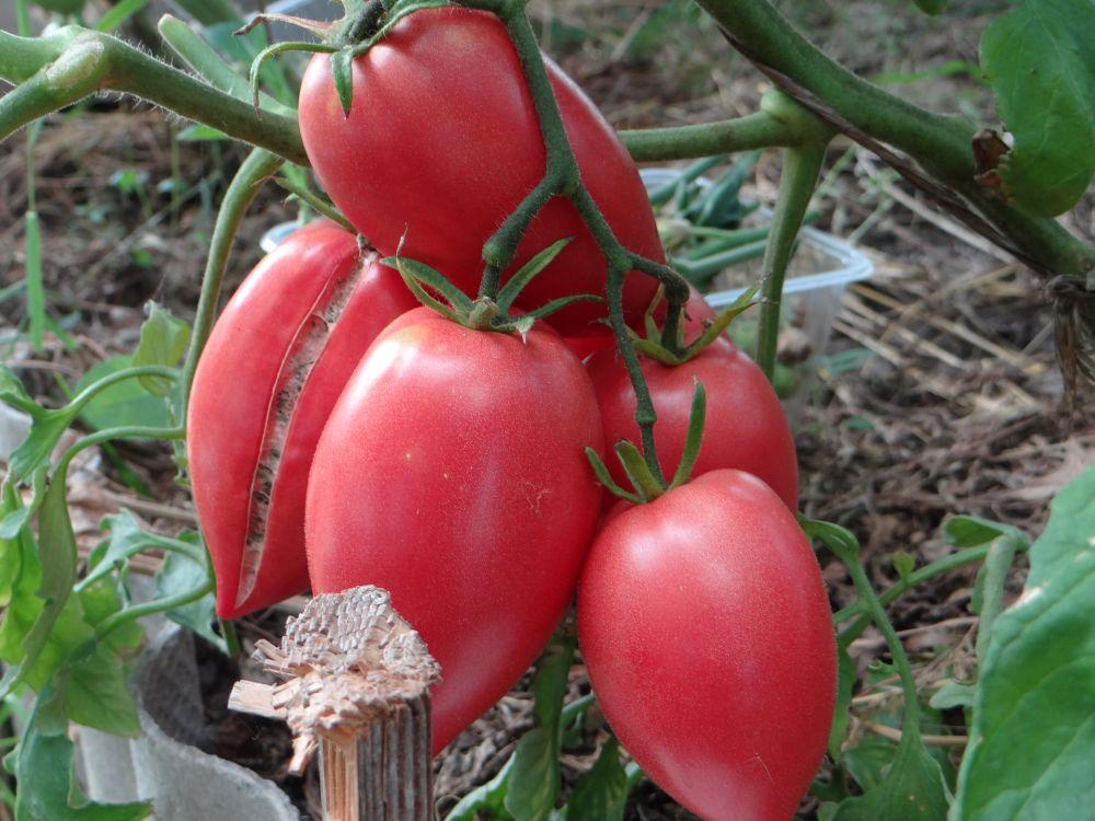Tomate Koenigsberg