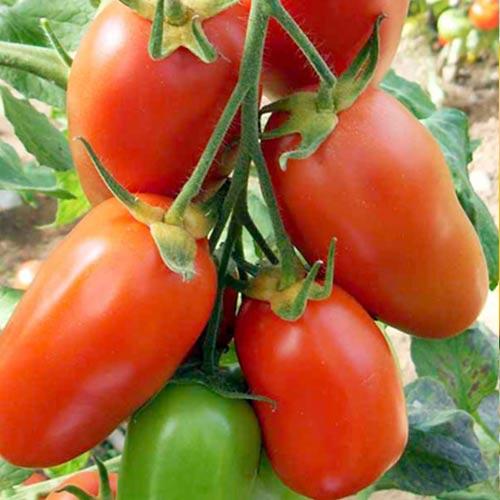 ไซบีเรียอุดมสมบูรณ์