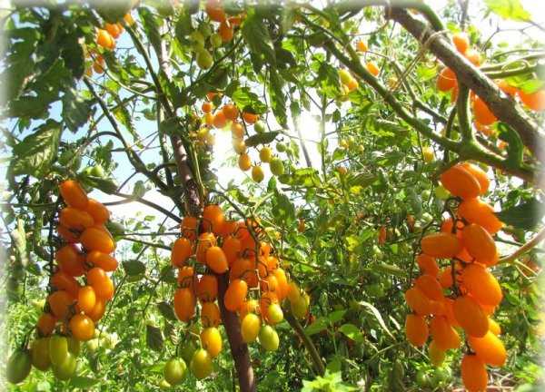 ต้นอินทผลัมสีเหลือง