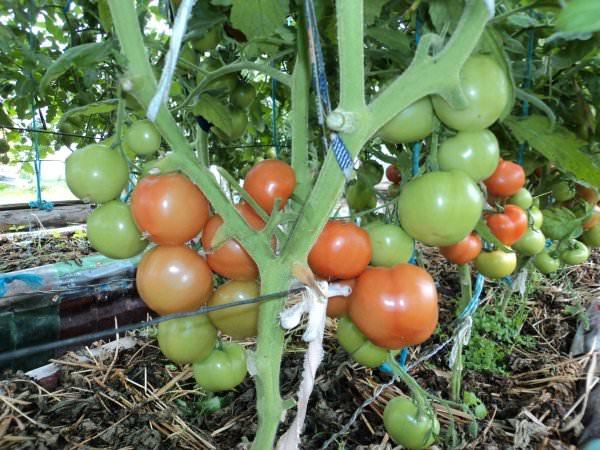 หนูน้อยหมวกแดงมะเขือเทศ