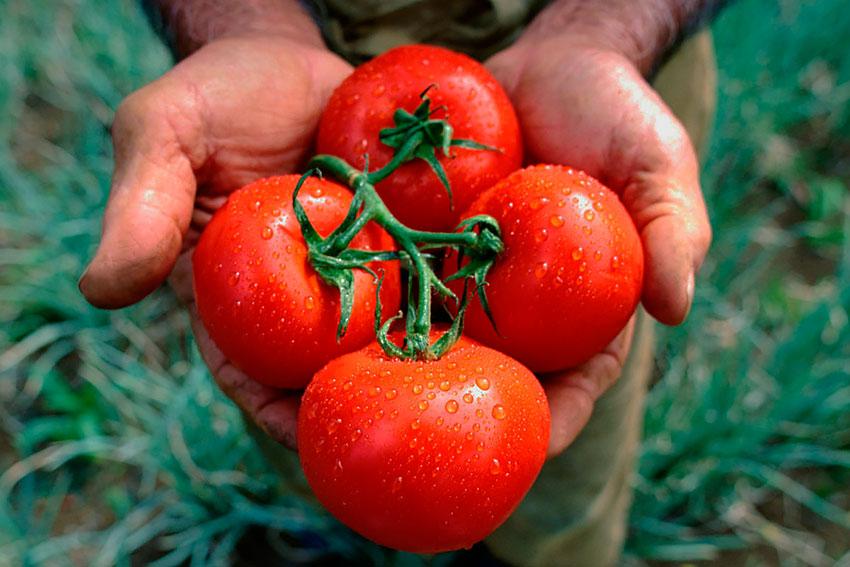 tomates dans les mains