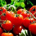 กิ่งมะเขือเทศสีแดง