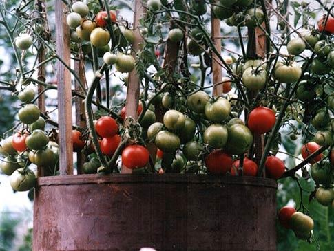การปลูกมะเขือเทศในถัง