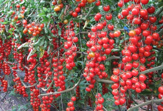 สเวีย เปีย