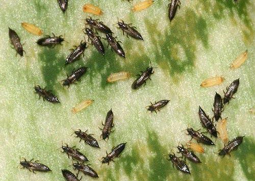 Thrips sur les concombres