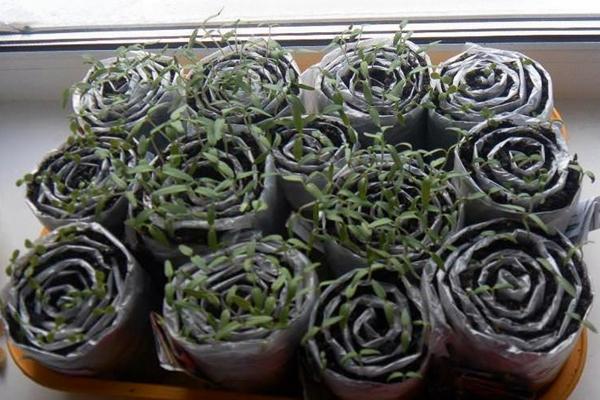 การปลูกมะเขือเทศในหอยทาก