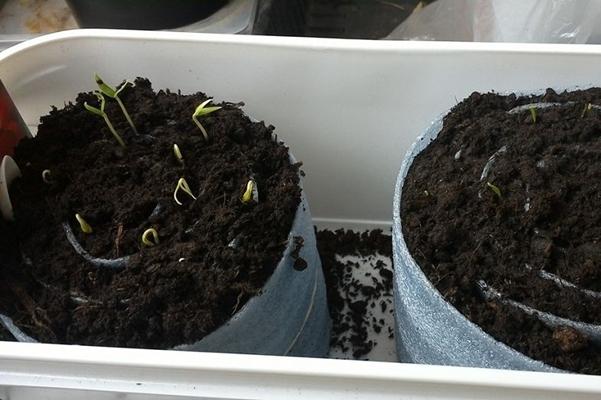 ต้นกล้ามะเขือเทศในหอยทาก