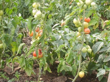 มะเขือเทศสูง