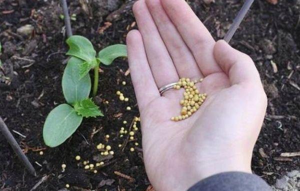 ปุ๋ยแร่ธาตุ