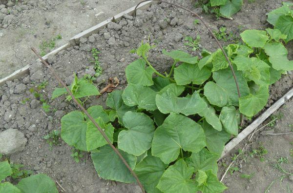 การใส่ปุ๋ยแตงกวา