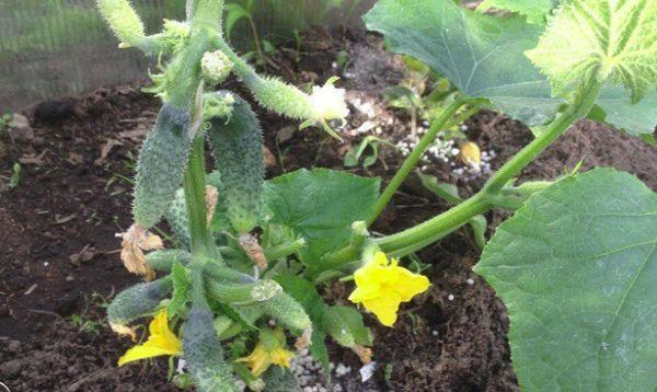 การใส่ปุ๋ยแตงกวา