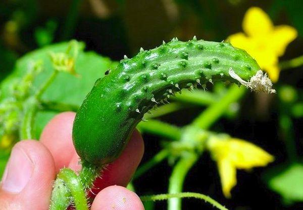 ประโยชน์ ประเภท และการใช้ปุ๋ยโพแทสเซียมสำหรับแตงกวา วิธีการใส่ปุ๋ย