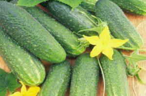 ระยะเวลาการใช้และชนิดของปุ๋ยสำหรับการให้อาหารทางใบแก่แตงกวาในโรงเรือนและพื้นที่โล่ง