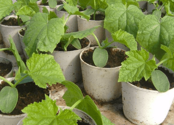 ต้นกล้าแตงกวา