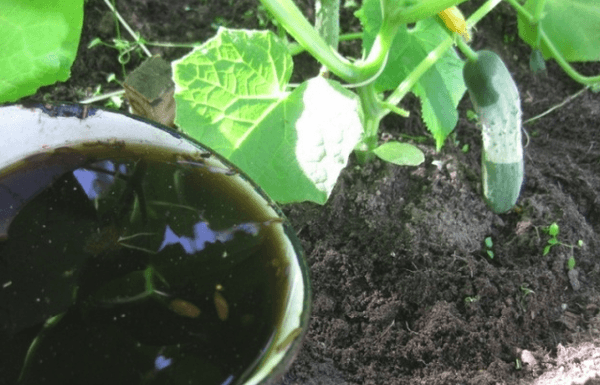 การใช้ปุ๋ย