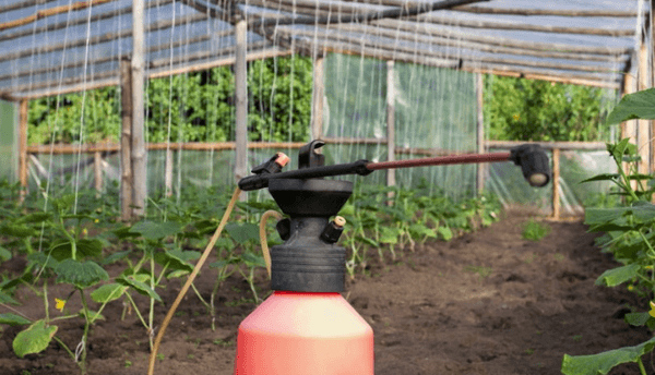 การให้อาหารทางใบ