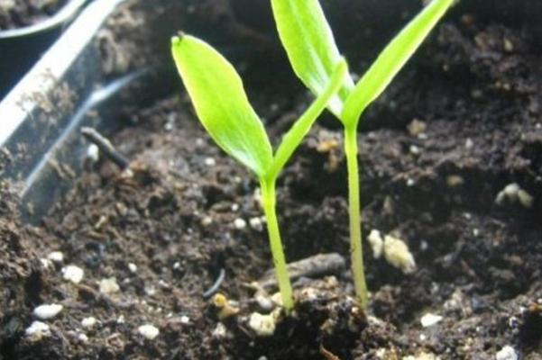 ต้นกล้ามะเขือเทศ