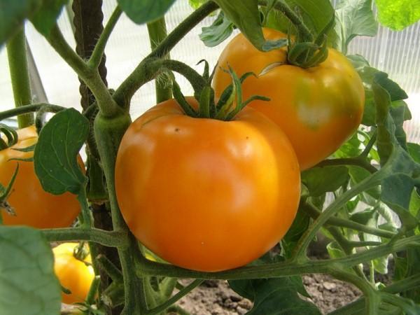 Tomate Golden Stream