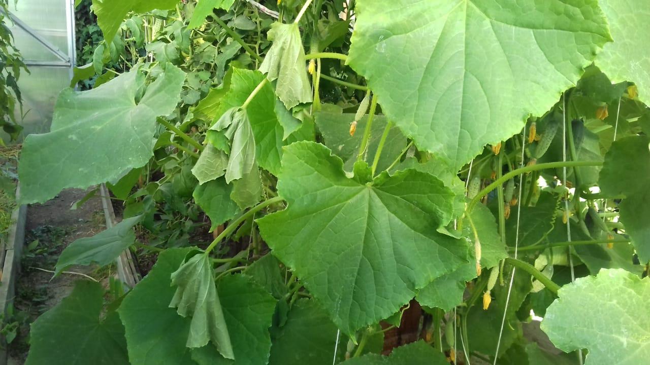 feuilles de concombre