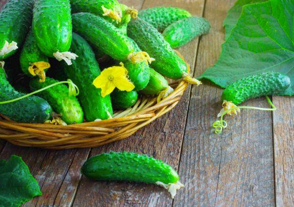 Concombres de Madagascar