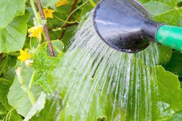 Arroser les concombres