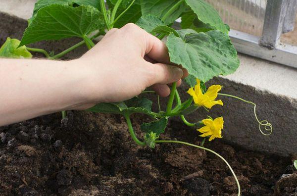 Planter des concombres