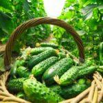 ตะกร้าแตงกวา