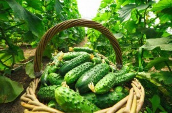 ตะกร้าแตงกวา