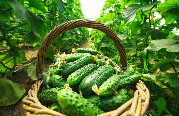Panier de concombres