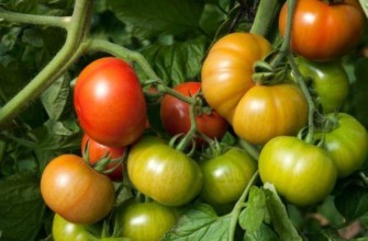 มะเขือเทศปริศนา