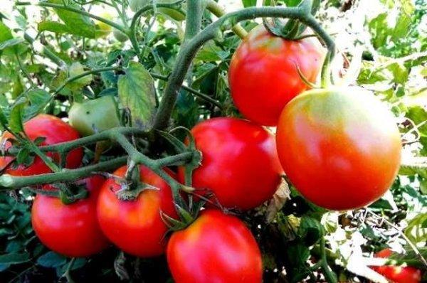 ปาฏิหาริย์การดอง