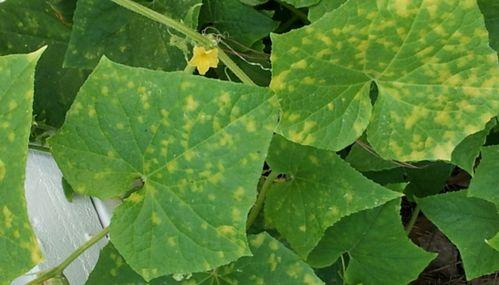 ใบแตงกวา