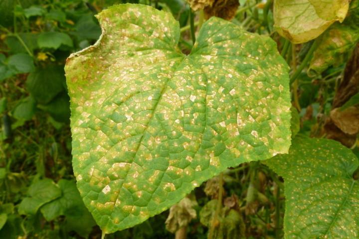 คราบบนผิวหนัง