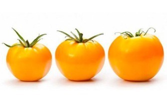 มะเขือเทศสีเหลือง