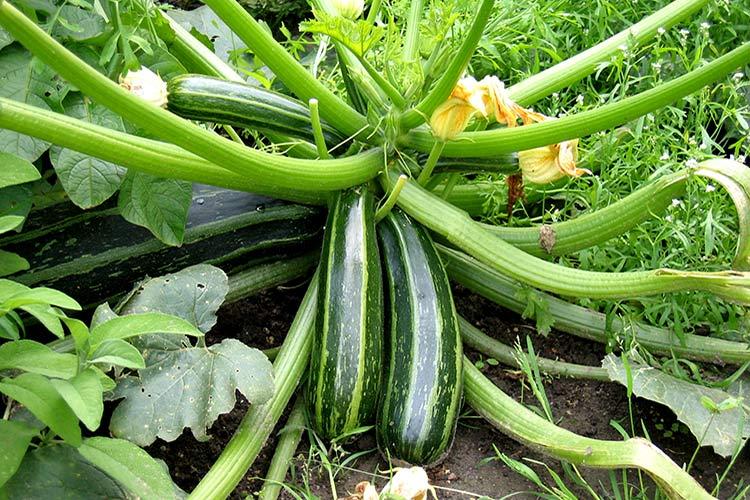 courgettes au jardin