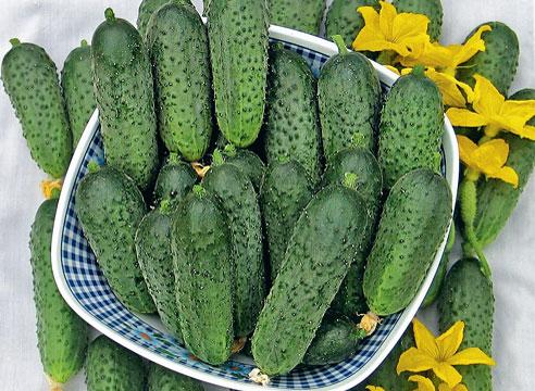 แตงกวา Kuznechik F1