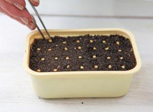 วิธีปลูกพริกจากเมล็ดที่บ้าน: เลือกพันธุ์ การปลูก และการดูแลรักษา