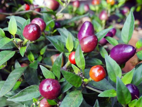 ฟิลิอัส บลู