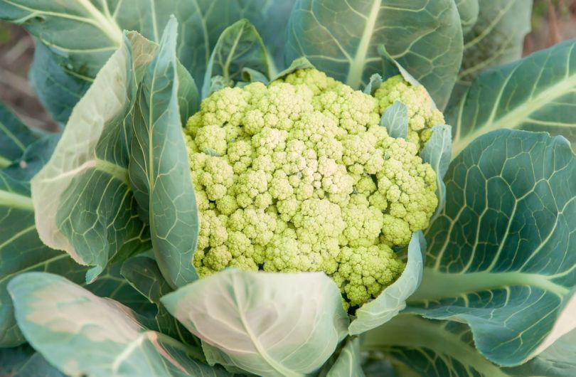 chou-fleur